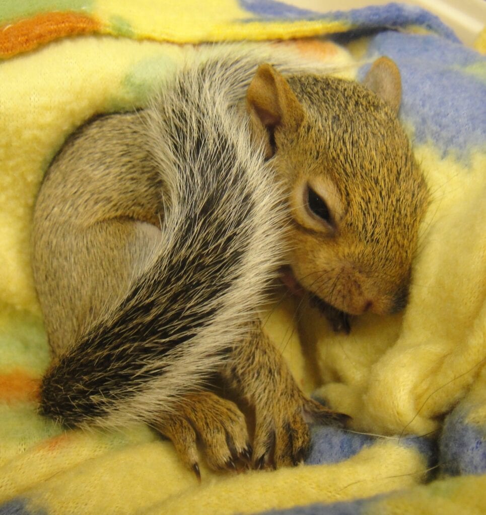 Squirrels | Houston Humane Society Wildlife Center