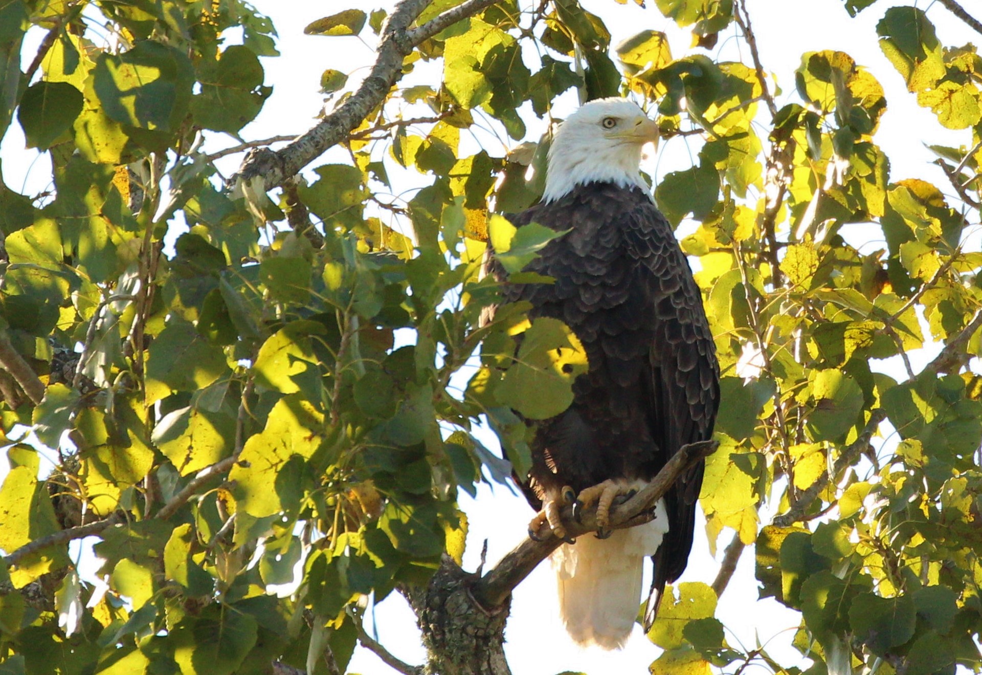 Houston Eagles Nest