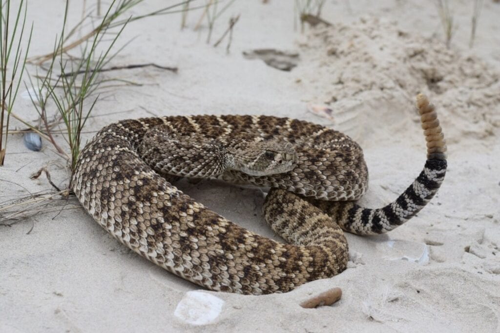 Snakes on the Move | Houston Humane Society Wildlife Center