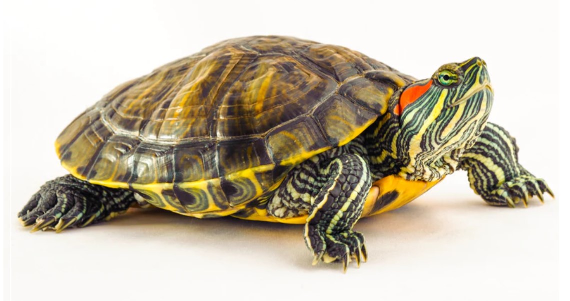 Turtles | Houston Humane Society Wildlife Center