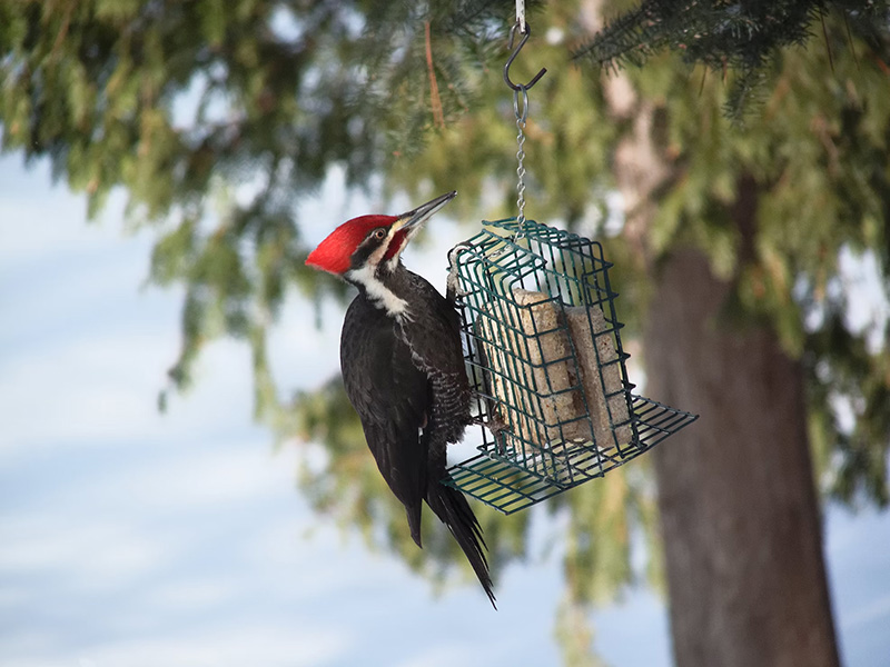 Found a Woodpecker