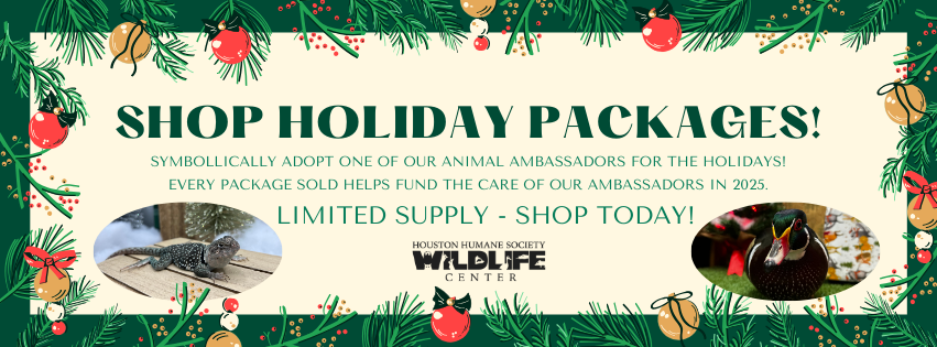 Shop Holiday Packages