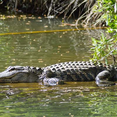 Alligator