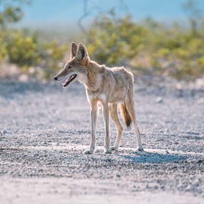 Coyotes