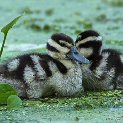 Ducks and Geese