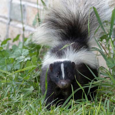 Skunks