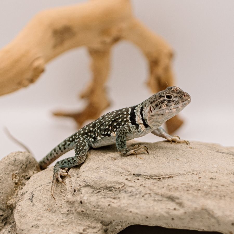 Blue the Eastern Collared Lizard