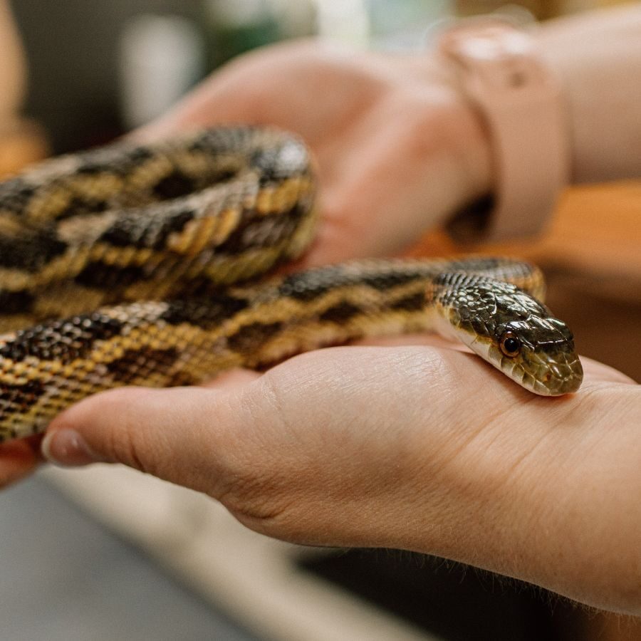 Ren the Western Rat Snake