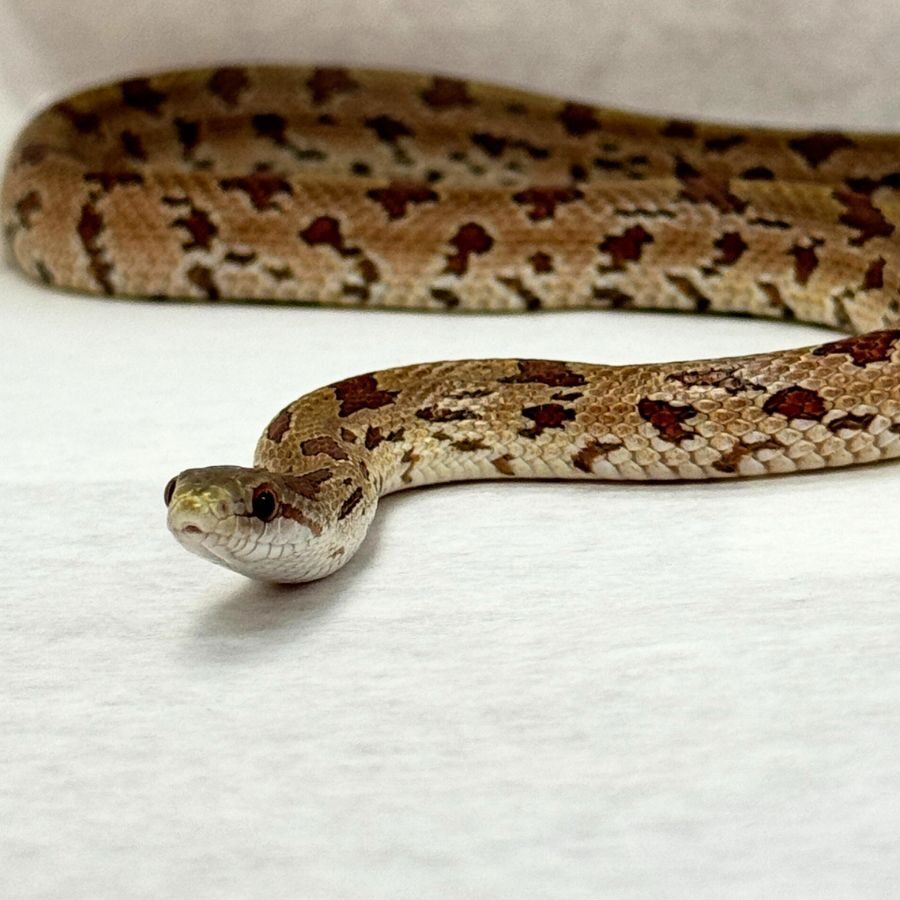 Bean the Prairie Kingsnake